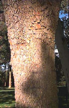 Corymbia calophylla - Bark