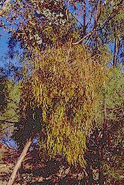 Mistletoe on eucalypt