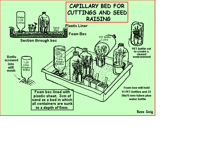 Diagram of Capillary Bed