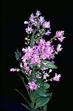 Prostanthera lasianthos 'Kallista Pink'