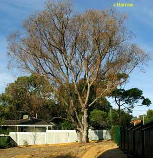 The same tree in April 2007