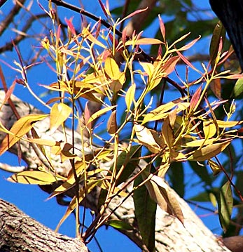 Dieback on Eucalyptus robusta