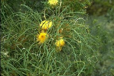 Dryandra longifolia