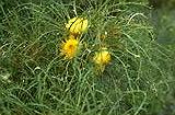 Dryandra longifolia