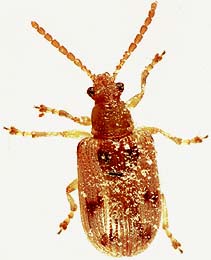 Crioceris beetle