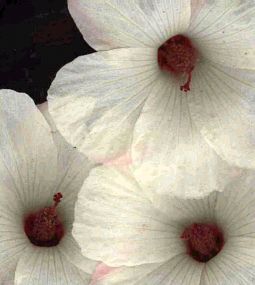 Hibiscus 'Ian's Cream;