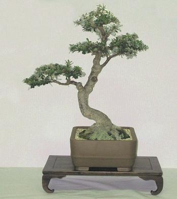 Banksia integrifolia bonsai