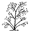 Eucalyptus gregsoniana Diagram
