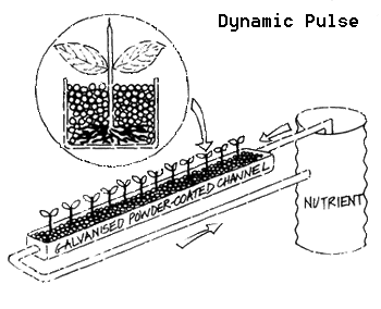 Dynamic Pulse