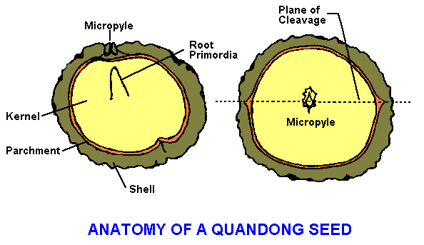 Quandong seed cross-section