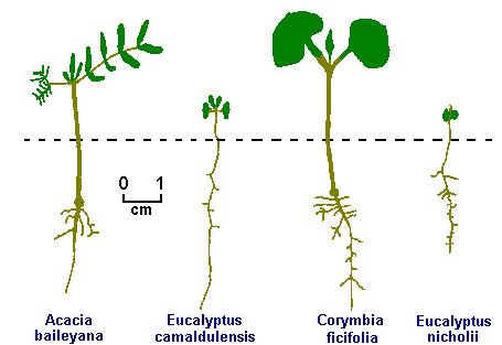 Diagram of the root system of several tree seedlings