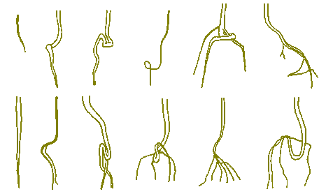 Diagram of random selection of root systems