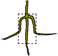 Diagram of root system