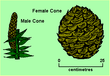 Bunya pine cone