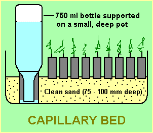 Capillary Bed Diagram