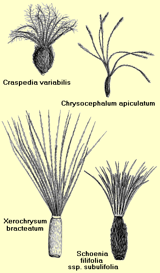 Diagrams of cypselas