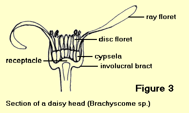 Section of a daisy head