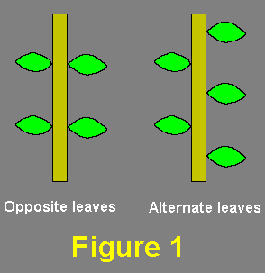 Leaf Diagram