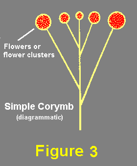 Corymb Diagram