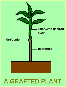 Diagram of Grafted Plant
