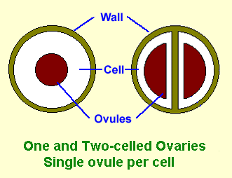 One-celled ovary