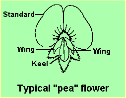 Pea flower diagram