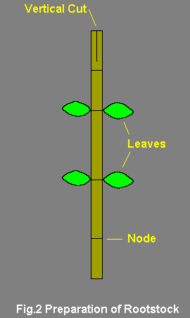 Grafting Diagram 2