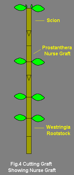 Grafting Diagram 4