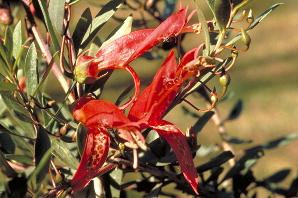 Eremophila maculata (red form)