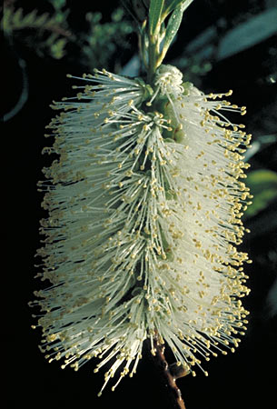 Callistemon citrinus 'White Anzac'