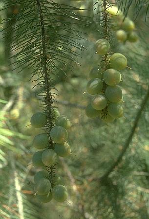 Persoonia pinifolia - fruit