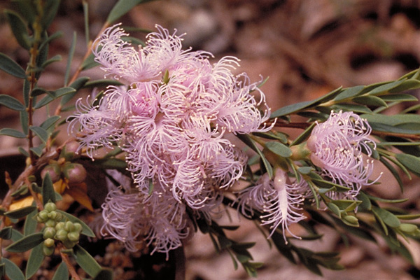 Melaleuca thymifolia 'Pink Lace'