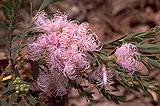 Melaleuca thymifolia - pink