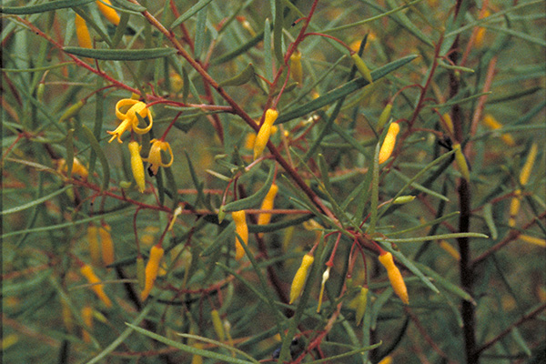 Persoonia nutans