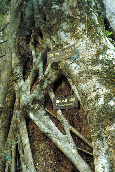 Ficus Watkinsiana