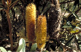 Banksia paludosa