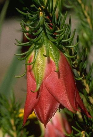 Darwinia oxylepis