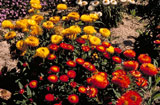 Xerochrysum cultivars