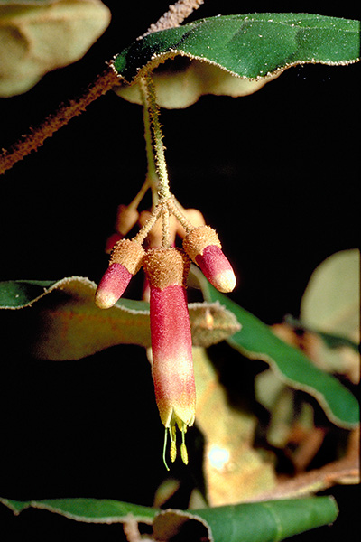 Correa lawrenciana var. cordifolia