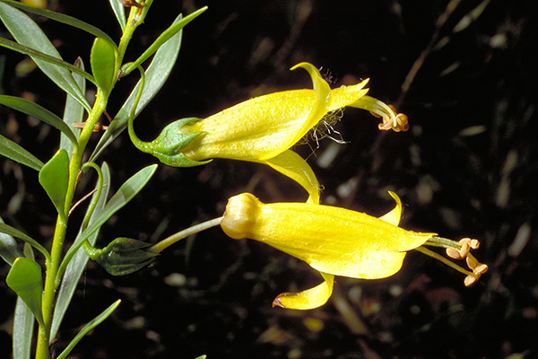 Eremophila maculata (yellow form)