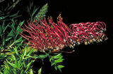 Grevillea acanthifolia