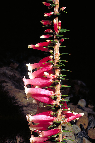 Epacris longiflora