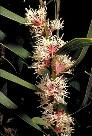Hakea dactyloides - pink