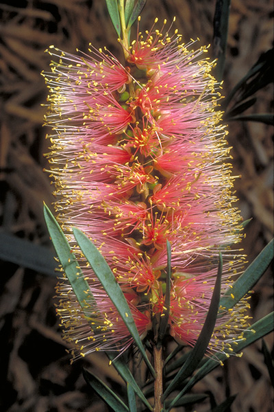 Callistemon phoenecius (pink)