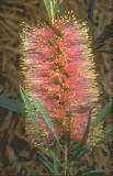 Callistemon phoenecius 'pink'