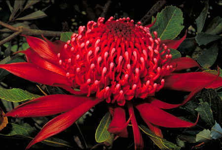 australian floral emblems