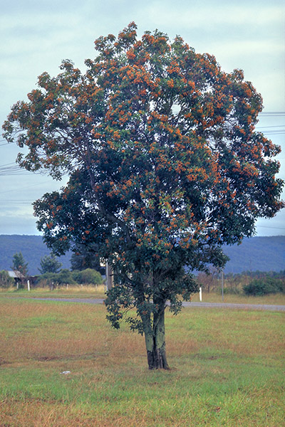 Auranticarpa rhombifolia