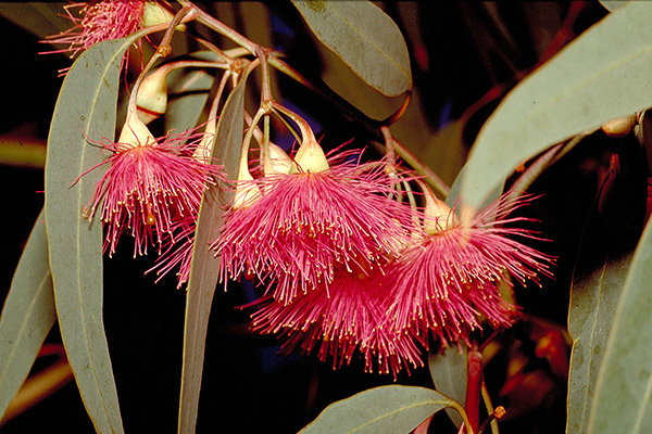 Eucalyptus leucoxylon 'Rosea'
