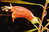 Eremophila longifolia