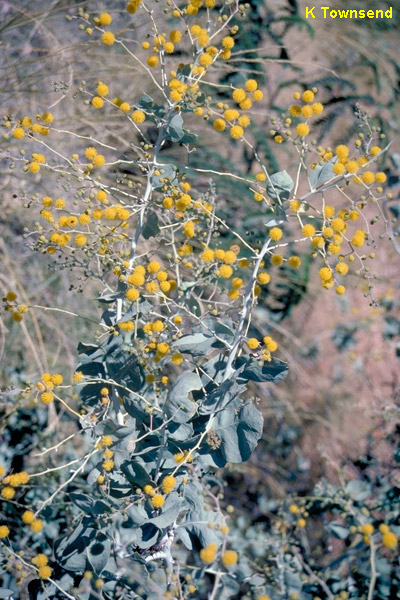 Acacia pyrifolia